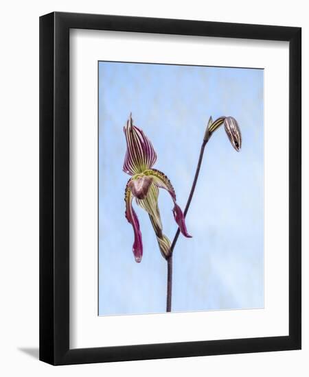 Variety of Slipper orchid 'Paphiopedilum'-Julie Eggers-Framed Photographic Print