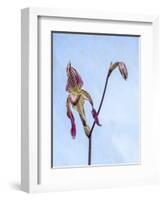 Variety of Slipper orchid 'Paphiopedilum'-Julie Eggers-Framed Photographic Print