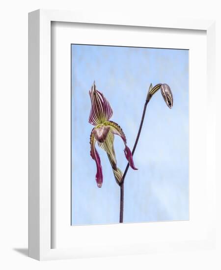 Variety of Slipper orchid 'Paphiopedilum'-Julie Eggers-Framed Photographic Print