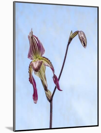 Variety of Slipper orchid 'Paphiopedilum'-Julie Eggers-Mounted Photographic Print