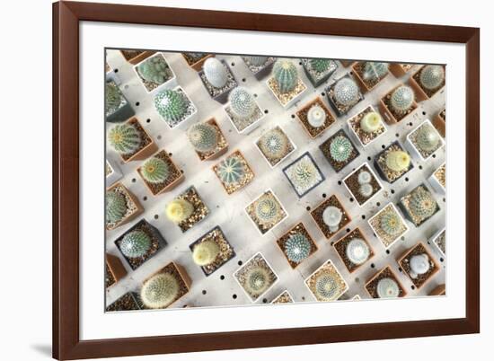 Variety of Small Beautiful Cactus in the Pot-David Ryo-Framed Photographic Print