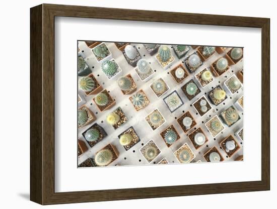 Variety of Small Beautiful Cactus in the Pot-David Ryo-Framed Photographic Print