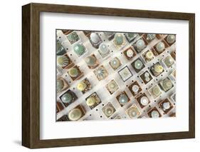 Variety of Small Beautiful Cactus in the Pot-David Ryo-Framed Photographic Print