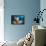 Variety of Sponges-Reinhard Dirscherl-Framed Stretched Canvas displayed on a wall