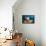 Variety of Sponges-Reinhard Dirscherl-Framed Stretched Canvas displayed on a wall