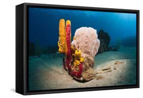 Variety of Sponges-Reinhard Dirscherl-Framed Stretched Canvas