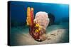 Variety of Sponges-Reinhard Dirscherl-Stretched Canvas