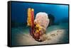 Variety of Sponges-Reinhard Dirscherl-Framed Stretched Canvas
