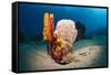 Variety of Sponges-Reinhard Dirscherl-Framed Stretched Canvas