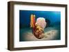 Variety of Sponges-Reinhard Dirscherl-Framed Premium Photographic Print