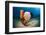 Variety of Sponges-Reinhard Dirscherl-Framed Premium Photographic Print