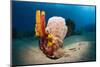 Variety of Sponges-Reinhard Dirscherl-Mounted Premium Photographic Print