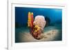 Variety of Sponges-Reinhard Dirscherl-Framed Photographic Print