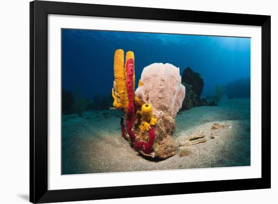 Variety of Sponges-Reinhard Dirscherl-Framed Photographic Print