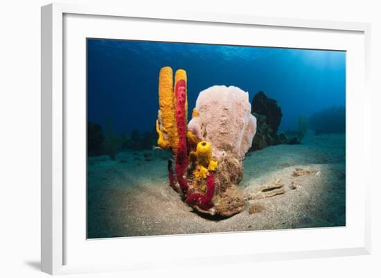 Variety of Sponges-Reinhard Dirscherl-Framed Photographic Print