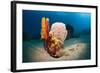 Variety of Sponges-Reinhard Dirscherl-Framed Photographic Print