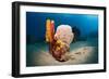 Variety of Sponges-Reinhard Dirscherl-Framed Photographic Print