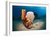 Variety of Sponges-Reinhard Dirscherl-Framed Photographic Print