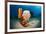 Variety of Sponges-Reinhard Dirscherl-Framed Photographic Print