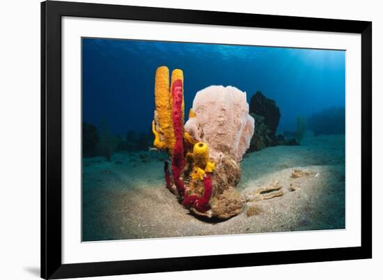 Variety of Sponges-Reinhard Dirscherl-Framed Photographic Print