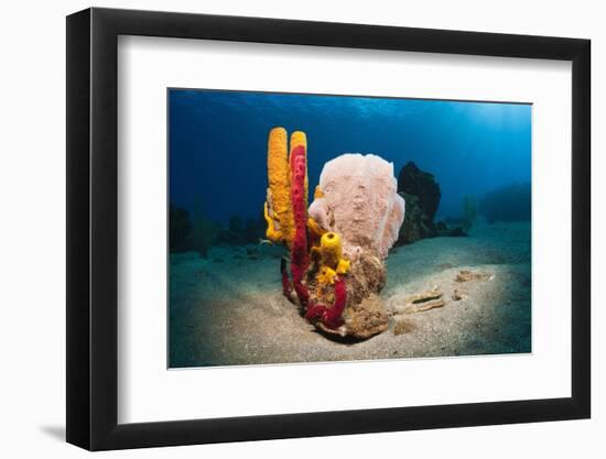 Variety of Sponges-Reinhard Dirscherl-Framed Photographic Print
