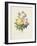 Variety of Yellow Roses and Bengal Roses-Pierre Joseph Redout?-Framed Giclee Print