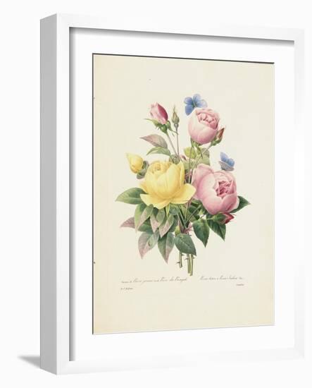 Variety of Yellow Roses and Bengal Roses-Pierre Joseph Redout?-Framed Giclee Print