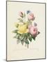 Variety of Yellow Roses and Bengal Roses-Pierre Joseph Redout?-Mounted Giclee Print