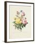 Variety of Yellow Roses and Bengal Roses-Pierre Joseph Redout?-Framed Giclee Print