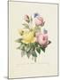 Variety of Yellow Roses and Bengal Roses-Pierre Joseph Redout?-Mounted Giclee Print