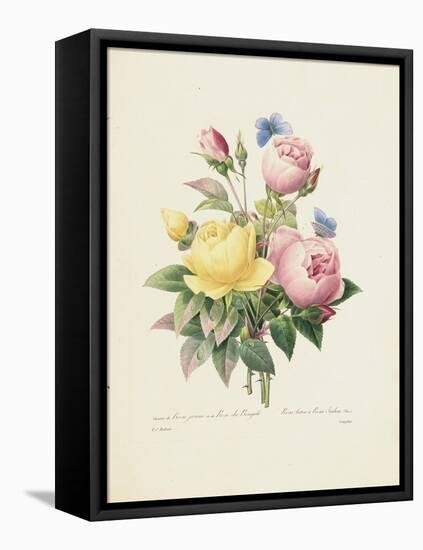 Variety of Yellow Roses and Bengal Roses-Pierre Joseph Redout?-Framed Stretched Canvas