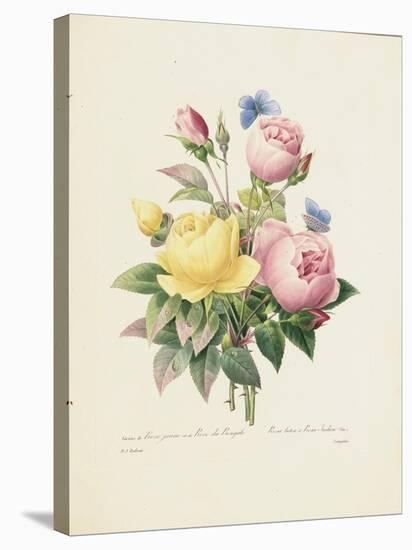 Variety of Yellow Roses and Bengal Roses-Pierre Joseph Redout?-Stretched Canvas