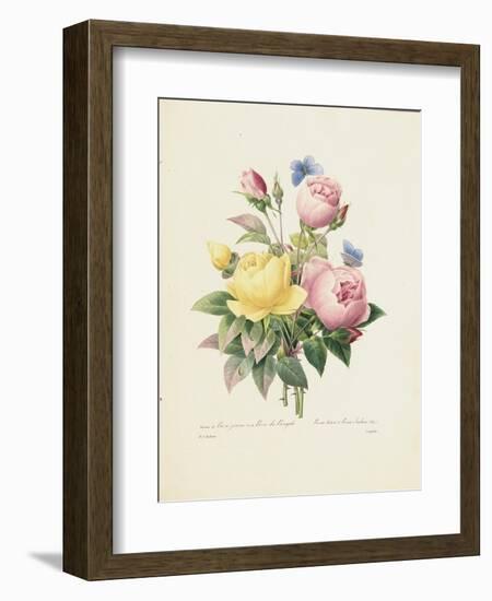 Variety of Yellow Roses and Bengal Roses-Pierre Joseph Redout?-Framed Giclee Print