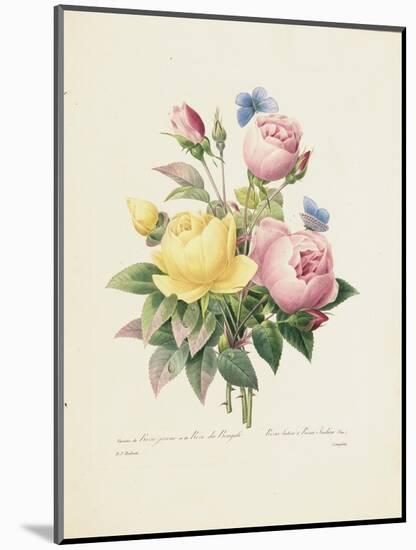 Variety of Yellow Roses and Bengal Roses-Pierre Joseph Redout?-Mounted Giclee Print