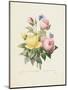 Variety of Yellow Roses and Bengal Roses-Pierre Joseph Redout?-Mounted Giclee Print