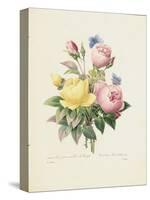 Variety of Yellow Roses and Bengal Roses-Pierre Joseph Redout?-Stretched Canvas