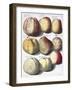 Various Apples, 1758-Johann Hermann Knoop-Framed Giclee Print