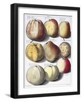 Various Apples, 1758-Johann Hermann Knoop-Framed Giclee Print