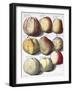 Various Apples, 1758-Johann Hermann Knoop-Framed Giclee Print