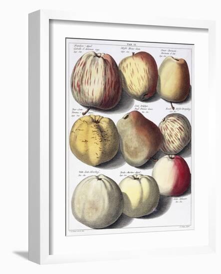Various Apples, 1758-Johann Hermann Knoop-Framed Giclee Print