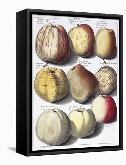 Various Apples, 1758-Johann Hermann Knoop-Framed Stretched Canvas