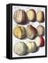 Various Apples, 1758-Johann Hermann Knoop-Framed Stretched Canvas