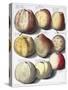 Various Apples, 1758-Johann Hermann Knoop-Stretched Canvas