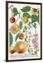 Various Apples-Georg Dionysius Ehret-Framed Giclee Print