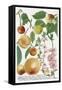 Various Apples-Georg Dionysius Ehret-Framed Stretched Canvas