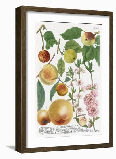 Various Apples-Georg Dionysius Ehret-Framed Giclee Print