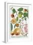 Various Apples-Georg Dionysius Ehret-Framed Giclee Print