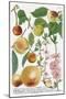 Various Apples-Georg Dionysius Ehret-Mounted Giclee Print