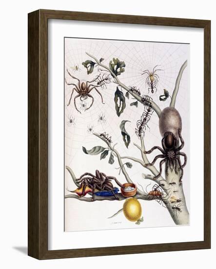 Various Arachnids from South America, 1726-Maria Sibylla Graff Merian-Framed Giclee Print