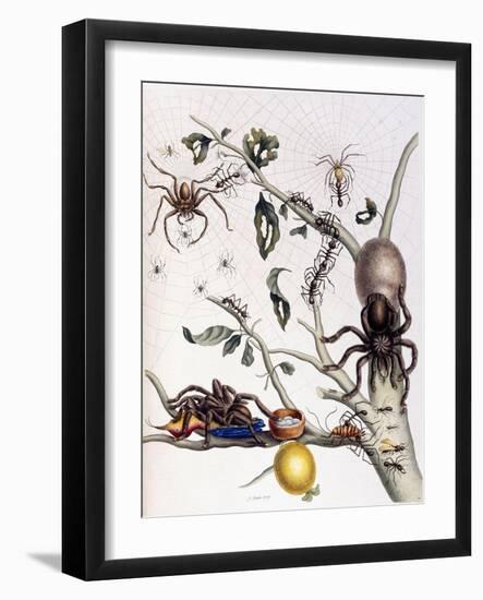 Various Arachnids from South America, 1726-Maria Sibylla Graff Merian-Framed Giclee Print